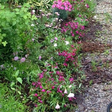 Pretty in Pink Plants