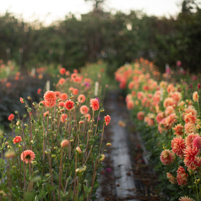 Кантри  by Floret