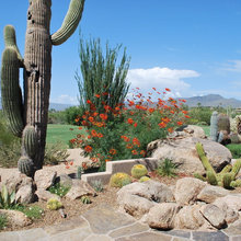 AZ Backyard