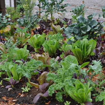 Edible Landscape Project - New Port Richey, FL