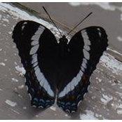 Shannon Orlowski's photo