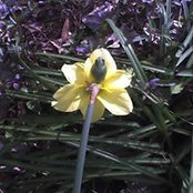 Jill Pernell's photo