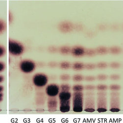 Amylomaltase - Products