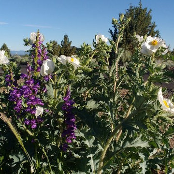 NATIVE BUNCH GRASSES AND WILD FLOWERS BENEFIT FROM THE SNOW AND RAIN