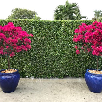 Potted Bougainvillea in North Palm Beach