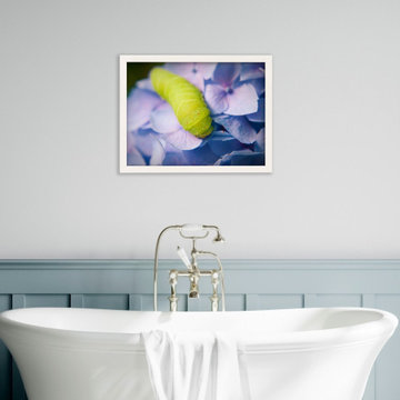 Actias Luna Larvae on Hydrangea Floral / Wildlife Photograph Wall Art Prints