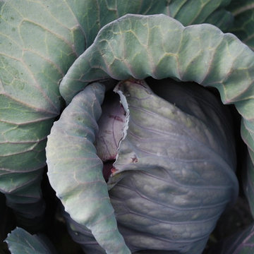 blue cabbage