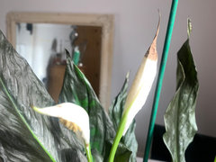 domesticum philodendron Philodendron Domesticum Variegated 4” – Rare Foliage Plant Co