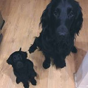 Steve Caulfield's photo