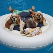 Steve Alessia's photo