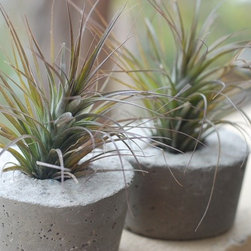 Handmade Concrete Planters - Products