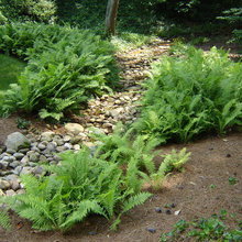 fern