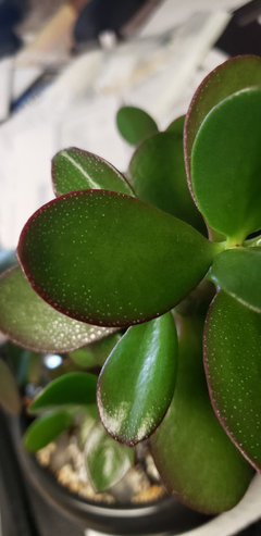 jade leaves turning dark red | Houzz Forum