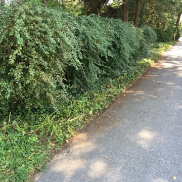 In search of the Natural Garden