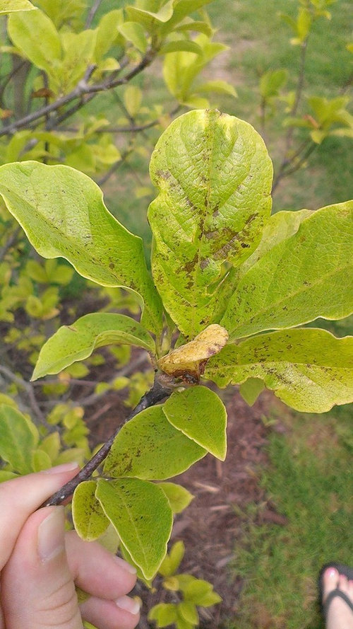 Brown spots on Japanese Magnolia