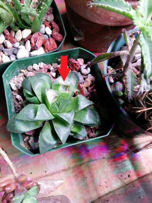 Are Slugs Eating my Succulents?