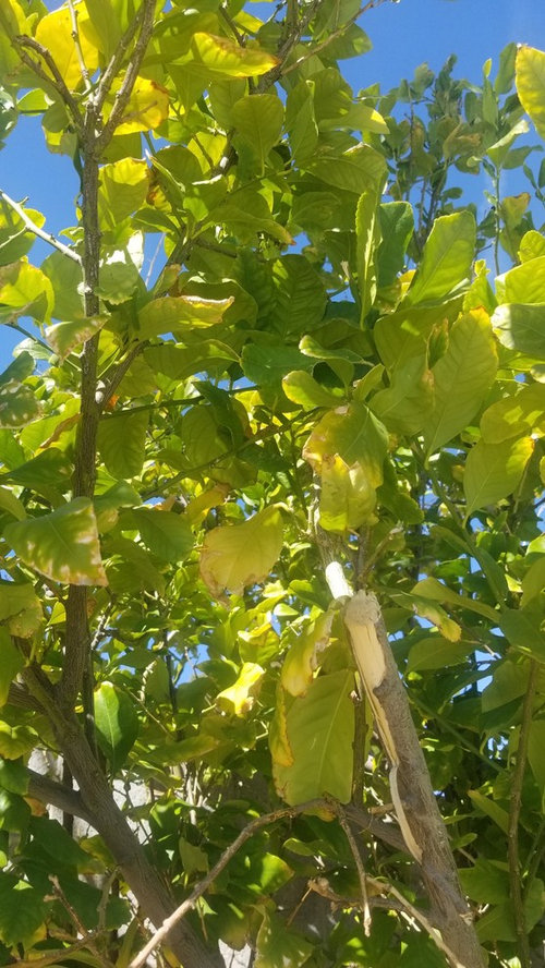 Backyard Lemon Tree Issue