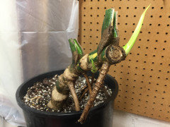 Propagating monstera from leafless stem cuttings | Houzz Forum