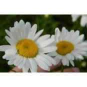 Joy Carters foto