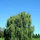 ann_willowtree