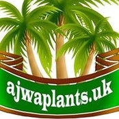 Ajwa Plants's photo