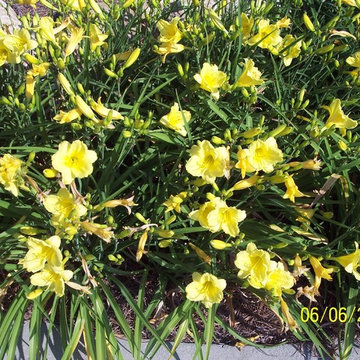 Daylilies Happy Returns