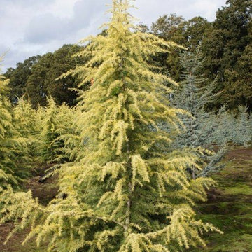 Golden Atlas Cedar