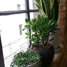 Indoor Gardening