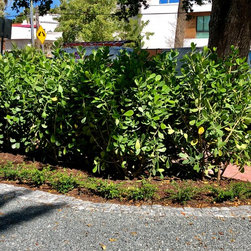 Miami Beach Mediterranean Revival - Landscaping Stones And Pavers
