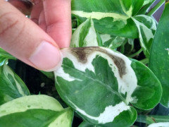Black spots on Pothos n'joy | Houzz Forum