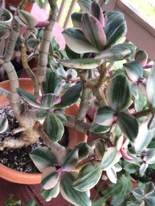 Jades/Succulents/TC&CC care during hot & humid weather. What you do?