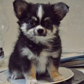 Anna Chuykova's photo
