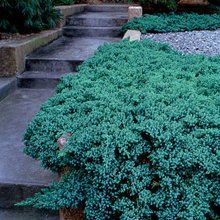 Evergreens for Planter Box