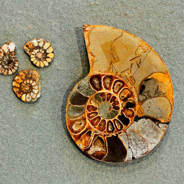 Ammonite - Natural Gifts