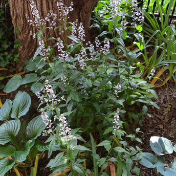 DIY Landscape - Woodland or Shade Gardening