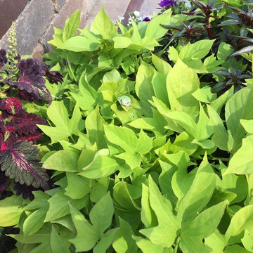 Plantings