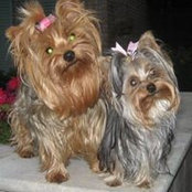 Cheryl McMahan Goodman's photo
