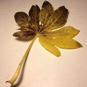 Fabrice Van Lierde's photo