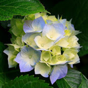 Amy Collins's photo