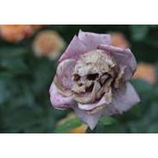 Zoey Robinson-Budreski's photo