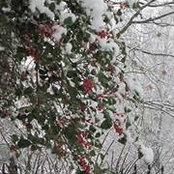 Patricia McCoy Buehrig's photo
