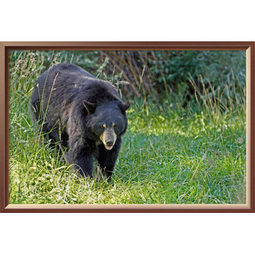 "Black bear in Spring" by Vic Schendel, 24"x16"