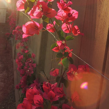 Delightful Pocket Garden