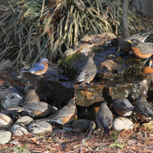 water landscape for wildlife
