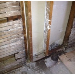 Mold Inspection & Testing Chicago IL - Environmental ...