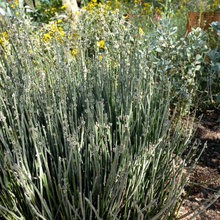 Burb Life or Jar Plants