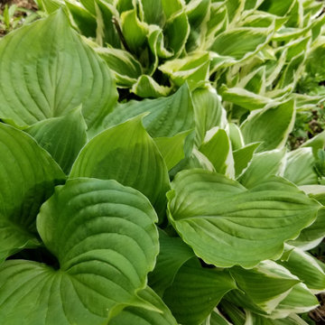 Gainesville Garden and Landscaping