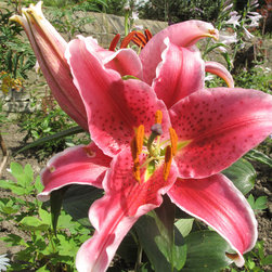 Planting - Outdoor Products