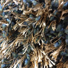 Basement Carpet