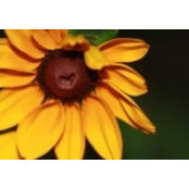 Rosemary Alvarez's photo